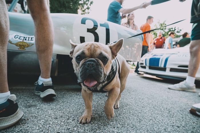 A dog very interested in my camera during the race car parade downtown Elkhart Lake.