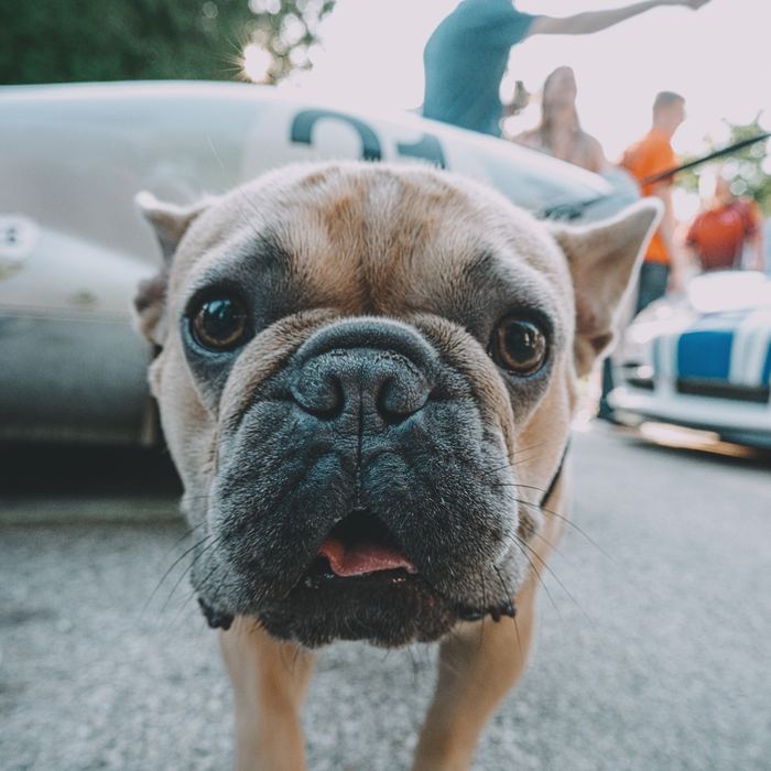 A dog very interested in my camera during the race car parade downtown Elkhart Lake.
