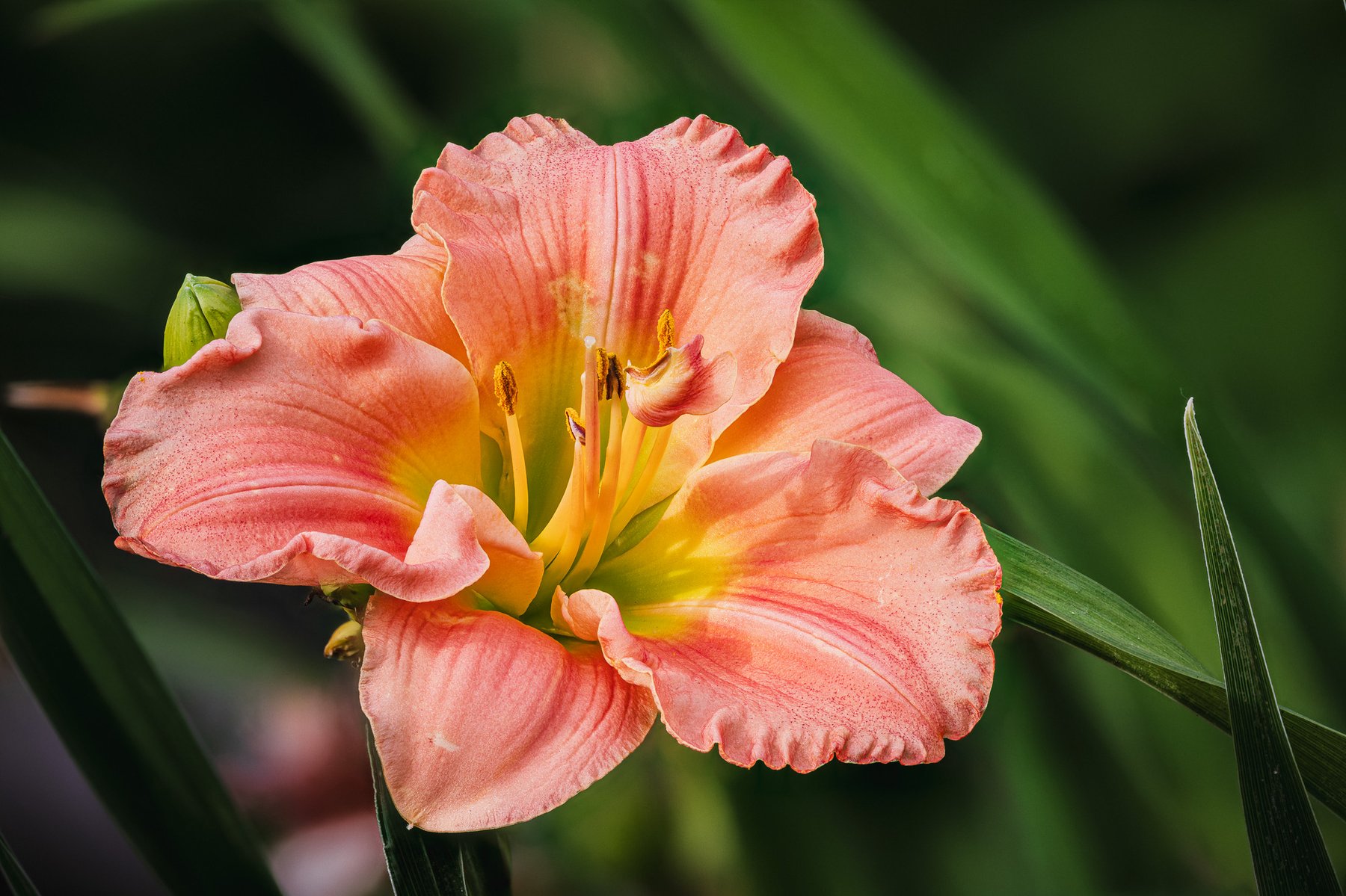 50 shot stack - Daylily.