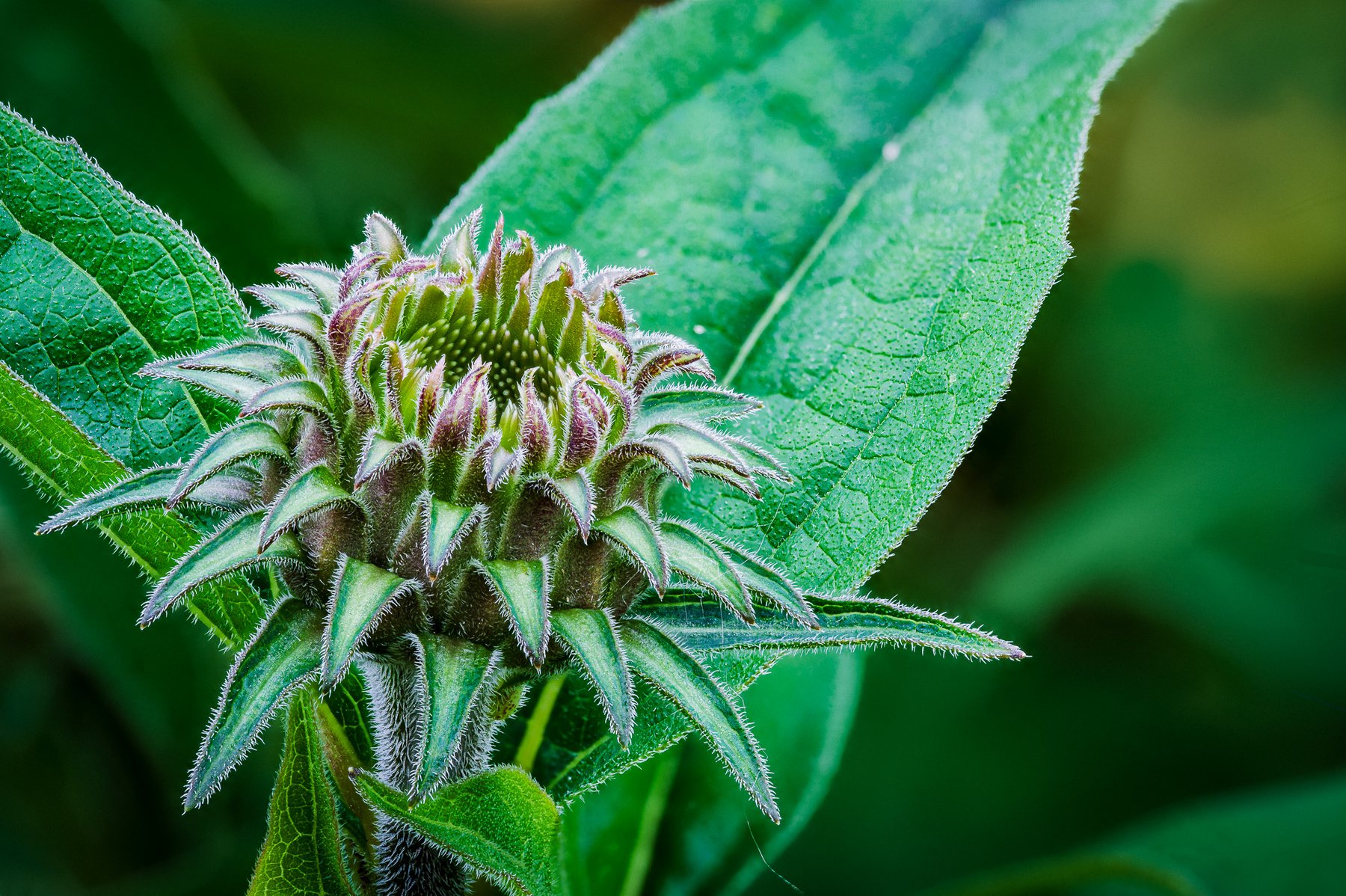 Natural light Coneflower.