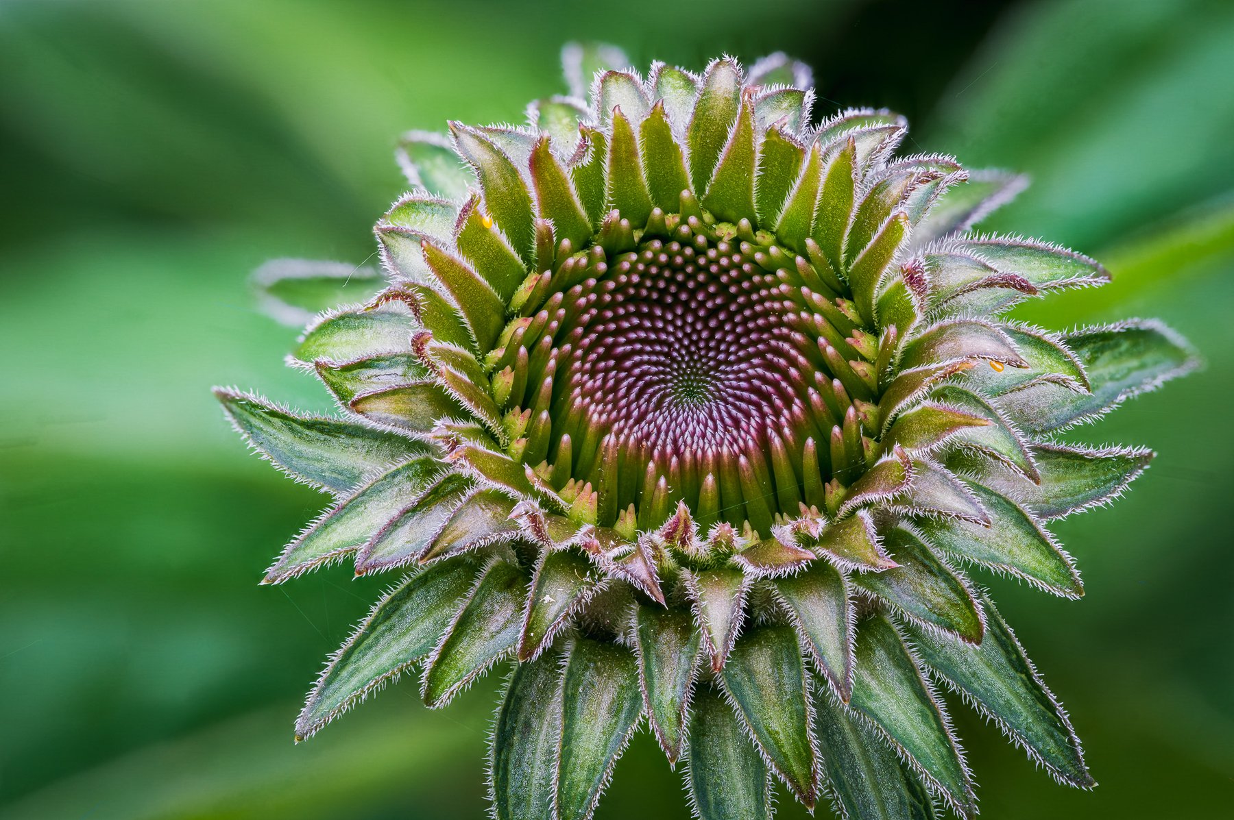 Coneflower LED light version 1.