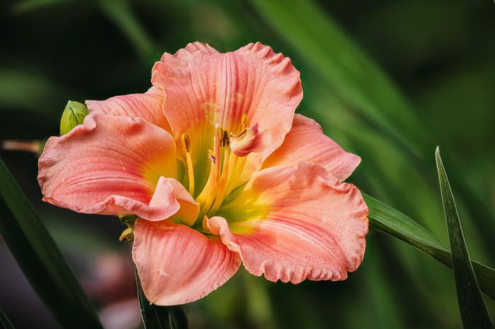 Garden Macro, Early Morning