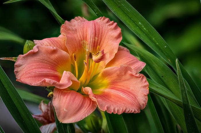 100 shot stack - Daylily.
