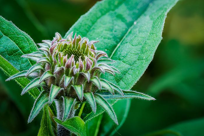 Natural light Coneflower.