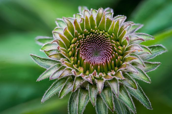 Coneflower LED light version 1.