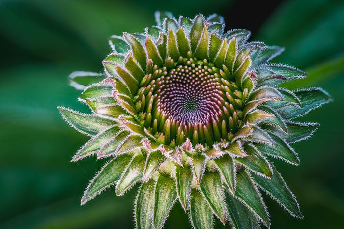 Coneflower LED light version 2.