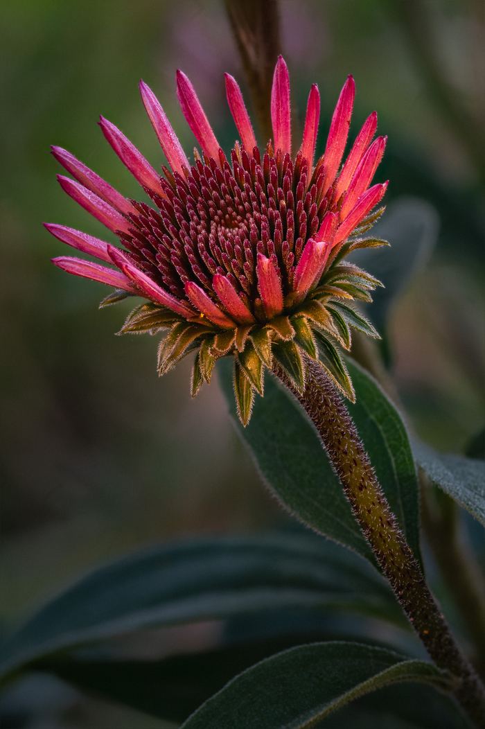Persistence of Petals
